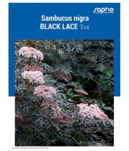 SAMBUCUS NIGRA "Black Lace"