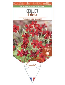 DIANTHUS deltoides voir Œillet à delta (rouge)