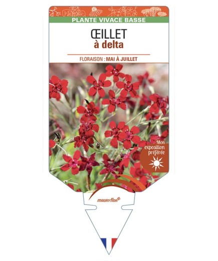 DIANTHUS deltoides voir Œillet à delta (rouge)