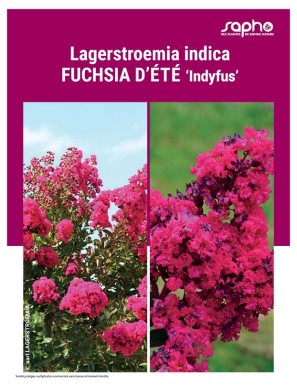 LAGERSTROEMIA INDICA "Fuchsia d'Eté"