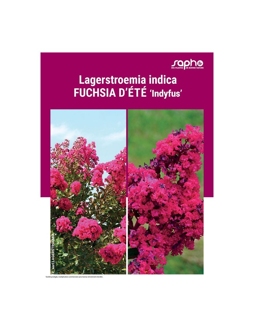 LAGERSTROEMIA INDICA "Fuchsia d'Eté"
