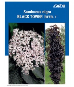 SAMBUCUS NIGRA "Black Tower"