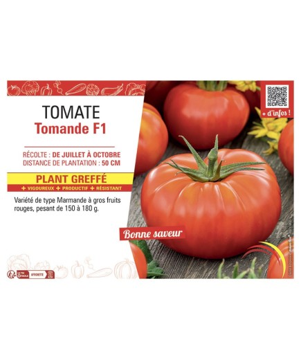 TOMATE TOMANDE F1 Plant greffé