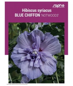 HIBISCUS SYRIACUS "Blue Chiffon"