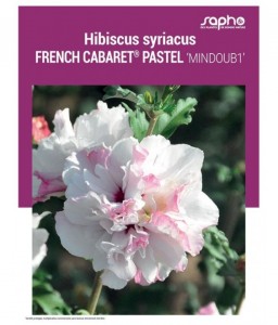 HIBISCUS SYRIACUS "French Cabaret® Pastel"