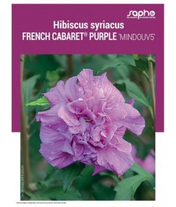 HIBISCUS SYRIACUS "French Cabaret® Purple"