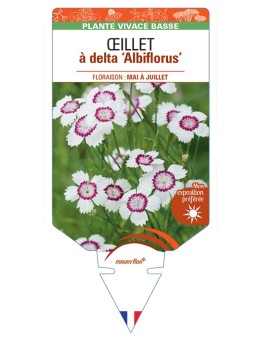 DIANTHUS deltoides Albiflorus voir Œillet à delta