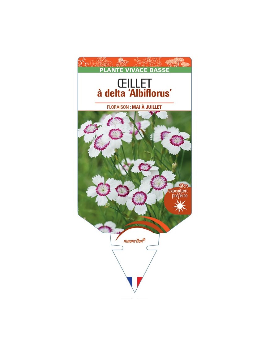 DIANTHUS deltoides Albiflorus voir Œillet à delta