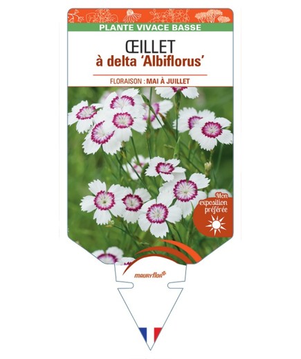 DIANTHUS deltoides Albiflorus voir Œillet à delta