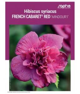 HIBISCUS SYRIACUS "French Cabaret® Red"
