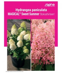 HYDRANGEA PANICULATA "Magical® Sweet Summer"