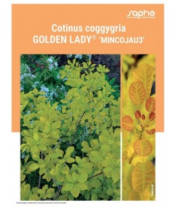 COTINUS COGGYGRIA "Golden Lady®"
