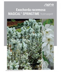 EXOCHORDA RACEMOSA "Magical® Springtime"