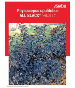 PHYSOCARPUS OPULIFOLIUS "All Black®"