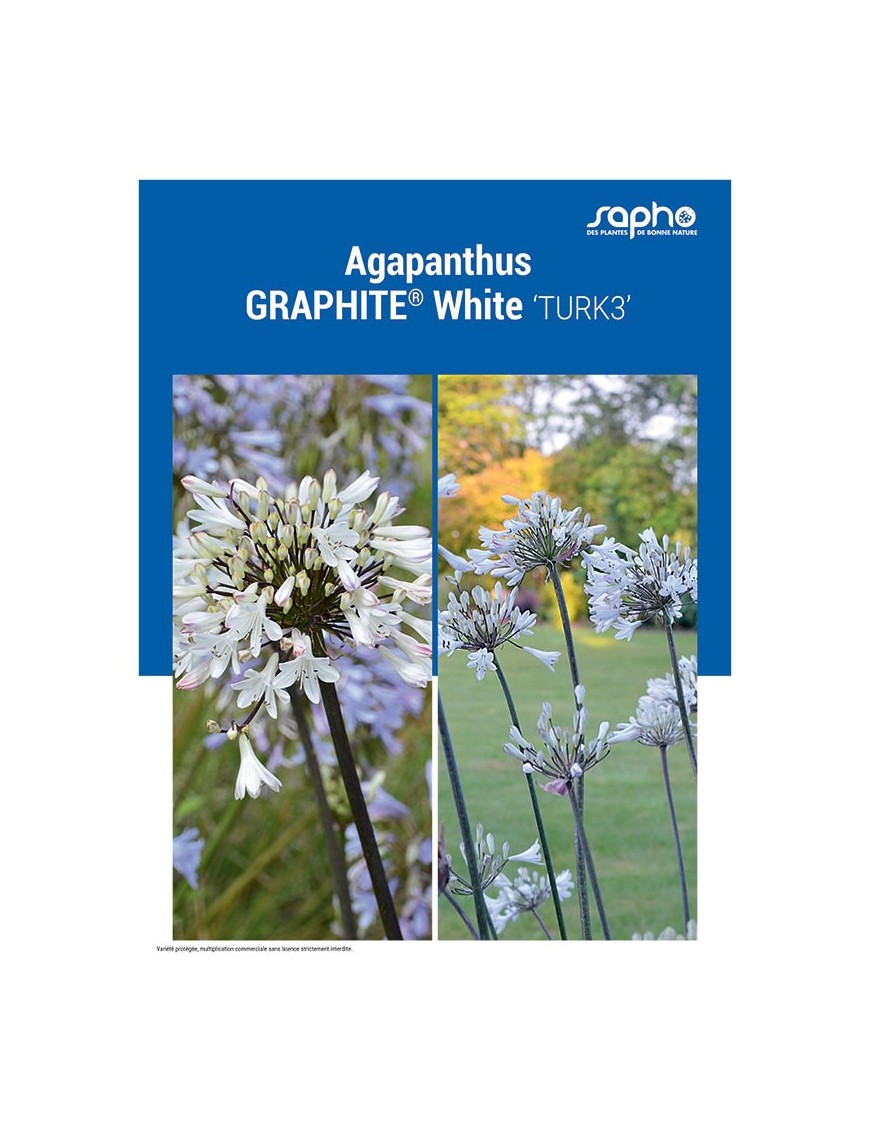 AGAPANTHUS "Graphite® White"