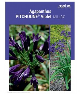 AGAPANTHUS "Pitchoune® Violet"