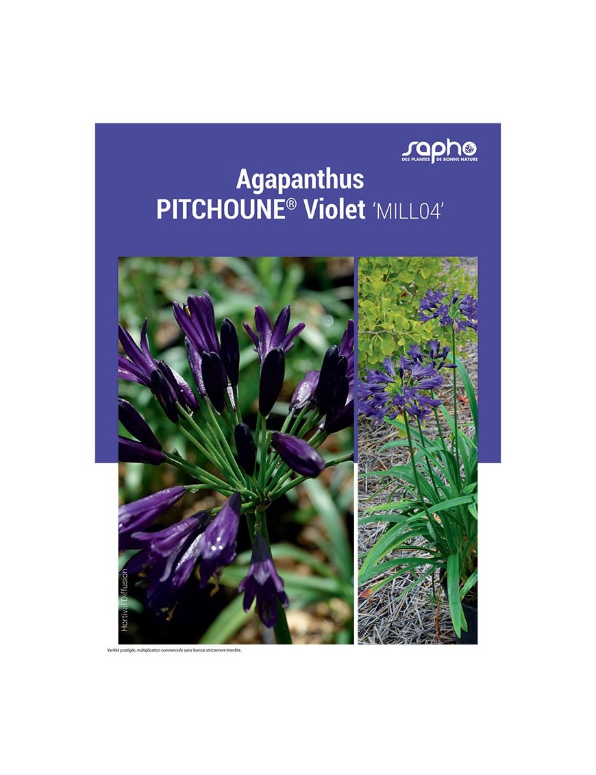 AGAPANTHUS "Pitchoune® Violet"