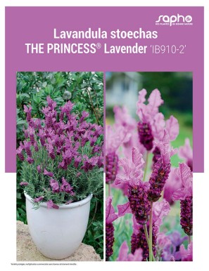 LAVANDULA STOECHAS "The Princess® Lavender"