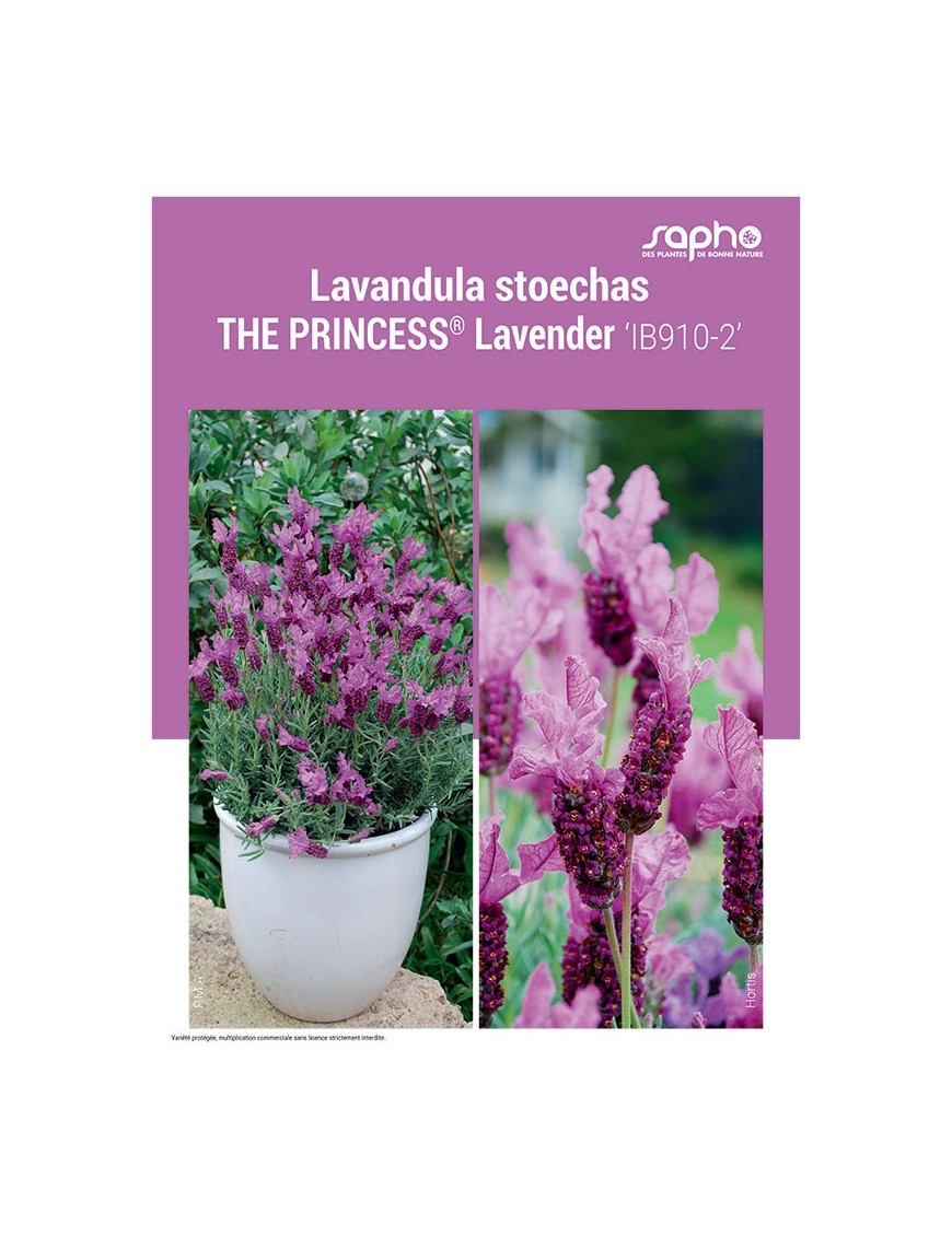 LAVANDULA STOECHAS "The Princess® Lavender"
