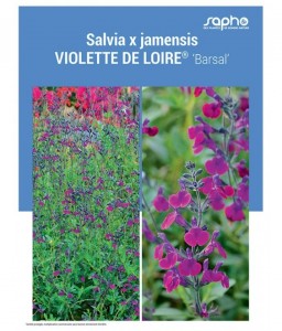 SALVIA X JAMENSIS "Violette de Loire®"