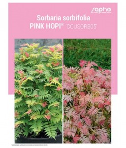 SORBARIA SORBIFOLIA "Pink Hopi®"