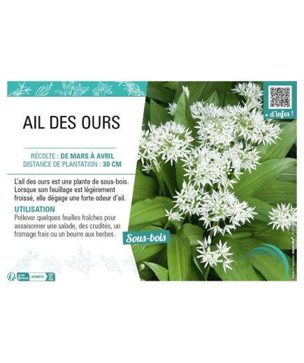 AIL DES OURS