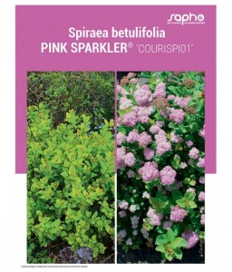 SPIRAEA BETULIFOLIA "Pink Sparkler®"