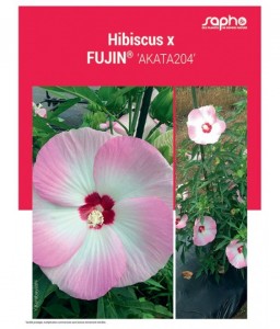 HIBISCUS X "Fujin®"