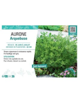 AURONE ARQUEBUSE