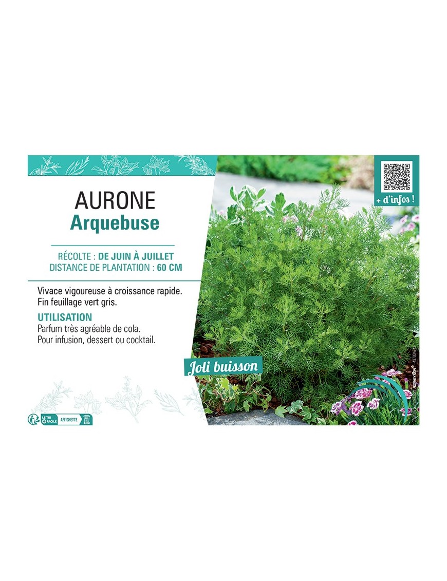AURONE ARQUEBUSE