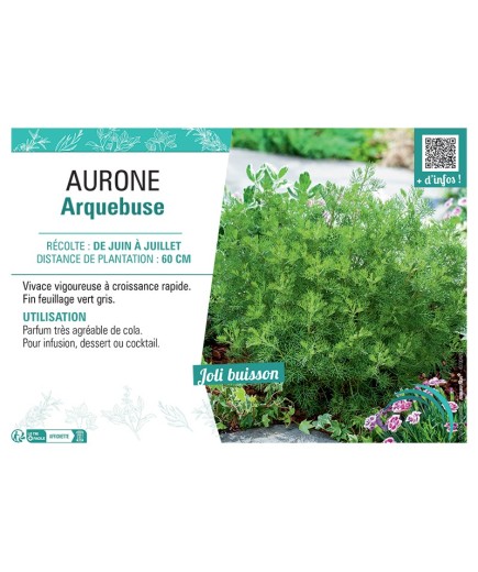 AURONE ARQUEBUSE