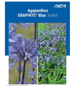 AGAPANTHUS "Graphite® Blue"