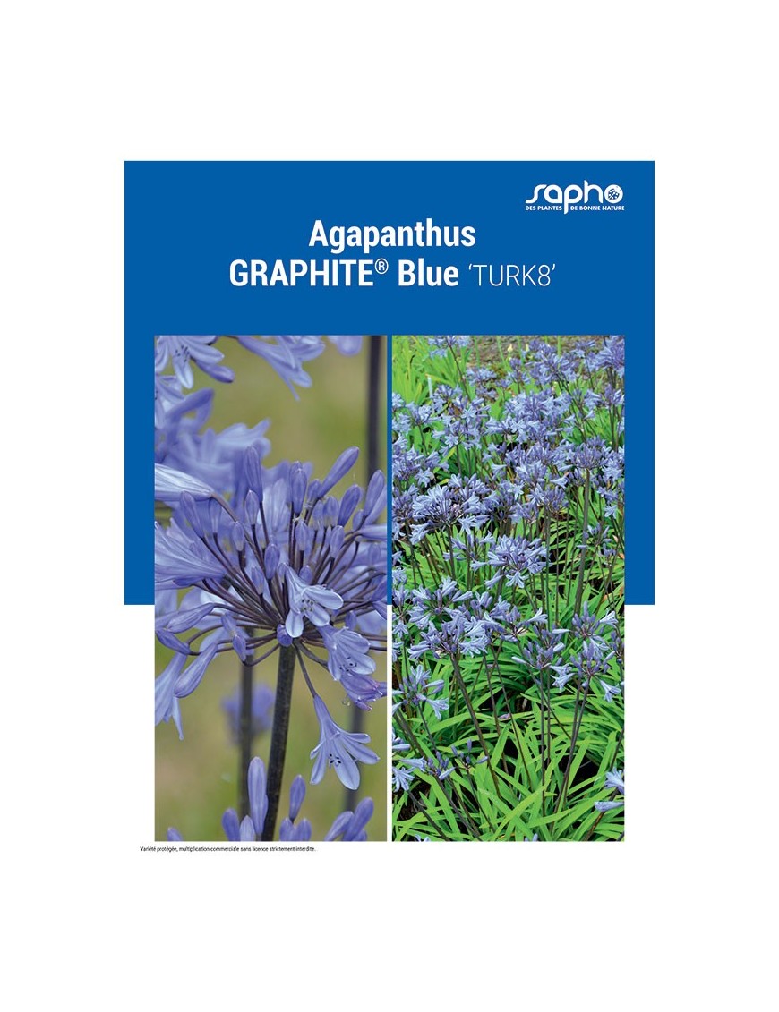 AGAPANTHUS "Graphite® Blue"