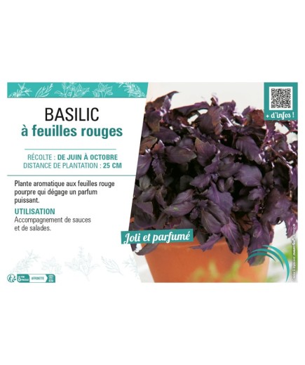 BASILIC À FEUILLES ROUGES