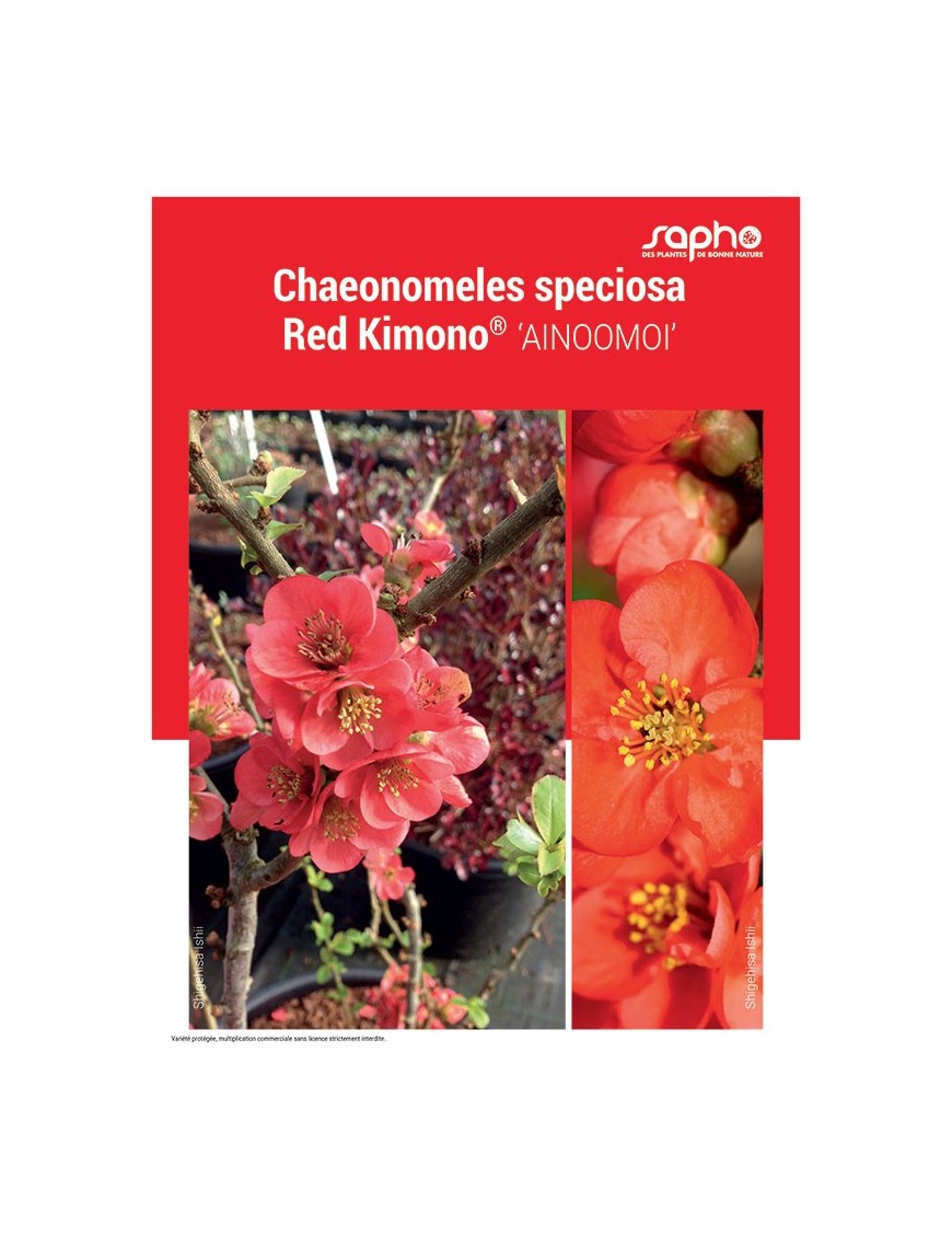 CHAEONOMELES SPECIOSA "Red Kimono®"