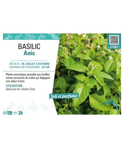 BASILIC ANIS