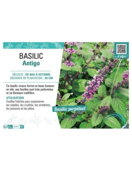 BASILIC ANTIGO