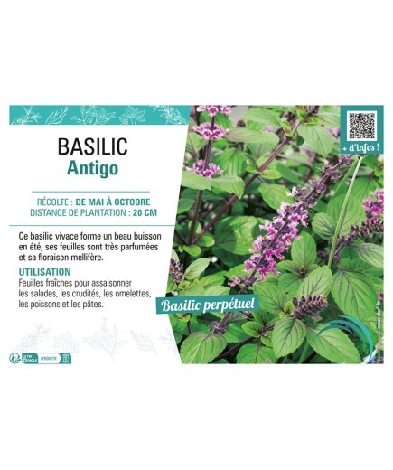 BASILIC ANTIGO