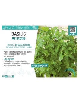 BASILIC ARISTOTLE