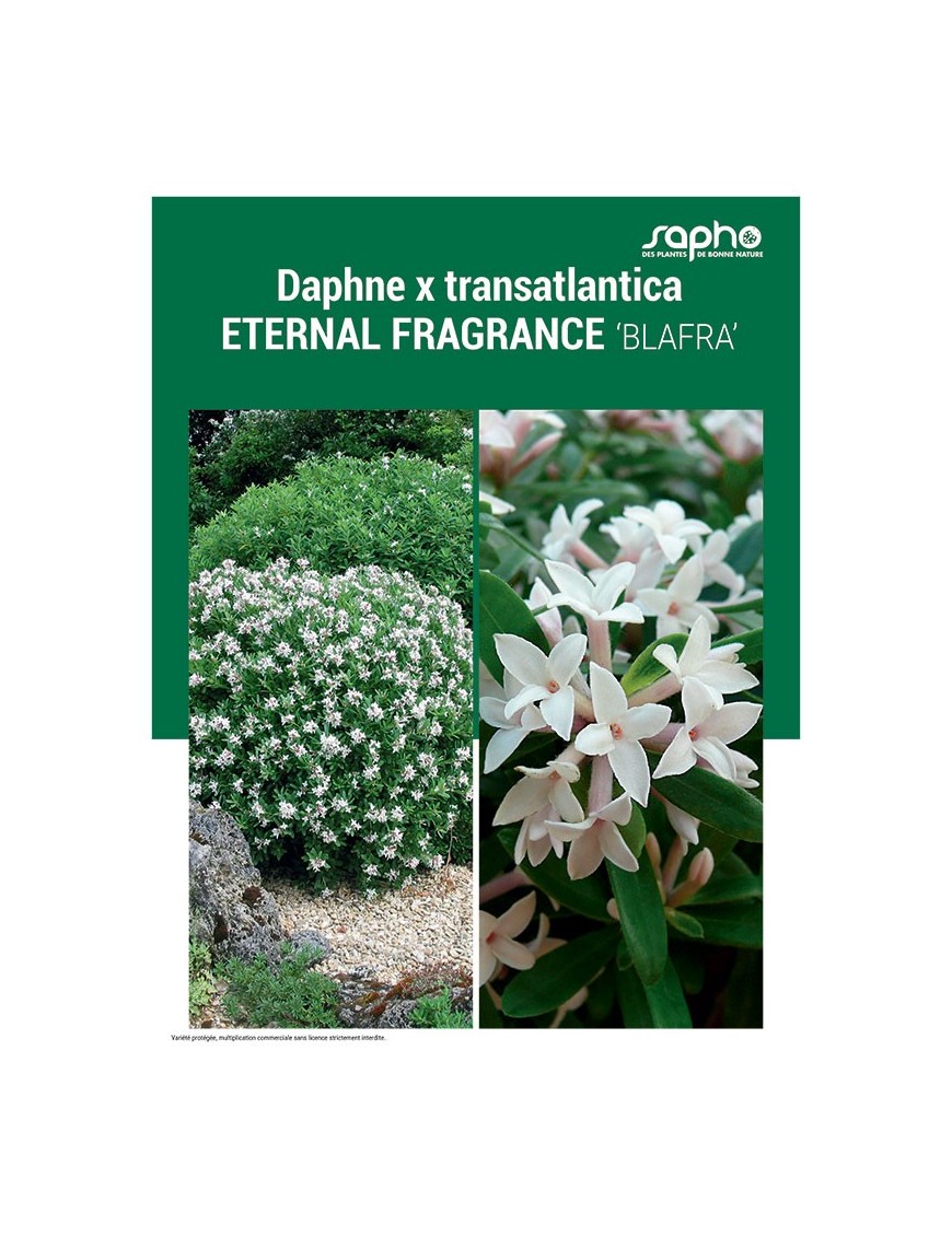 DAPHNE X TRANSATLANTICA "Eternal Fragrance"