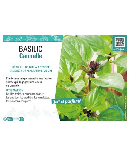 BASILIC CANNELLE