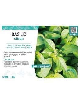 BASILIC CITRON