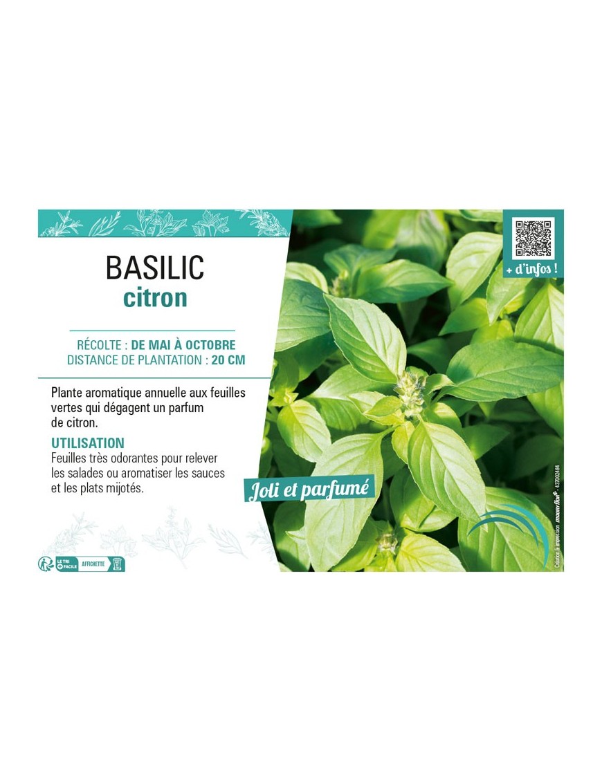 BASILIC CITRON