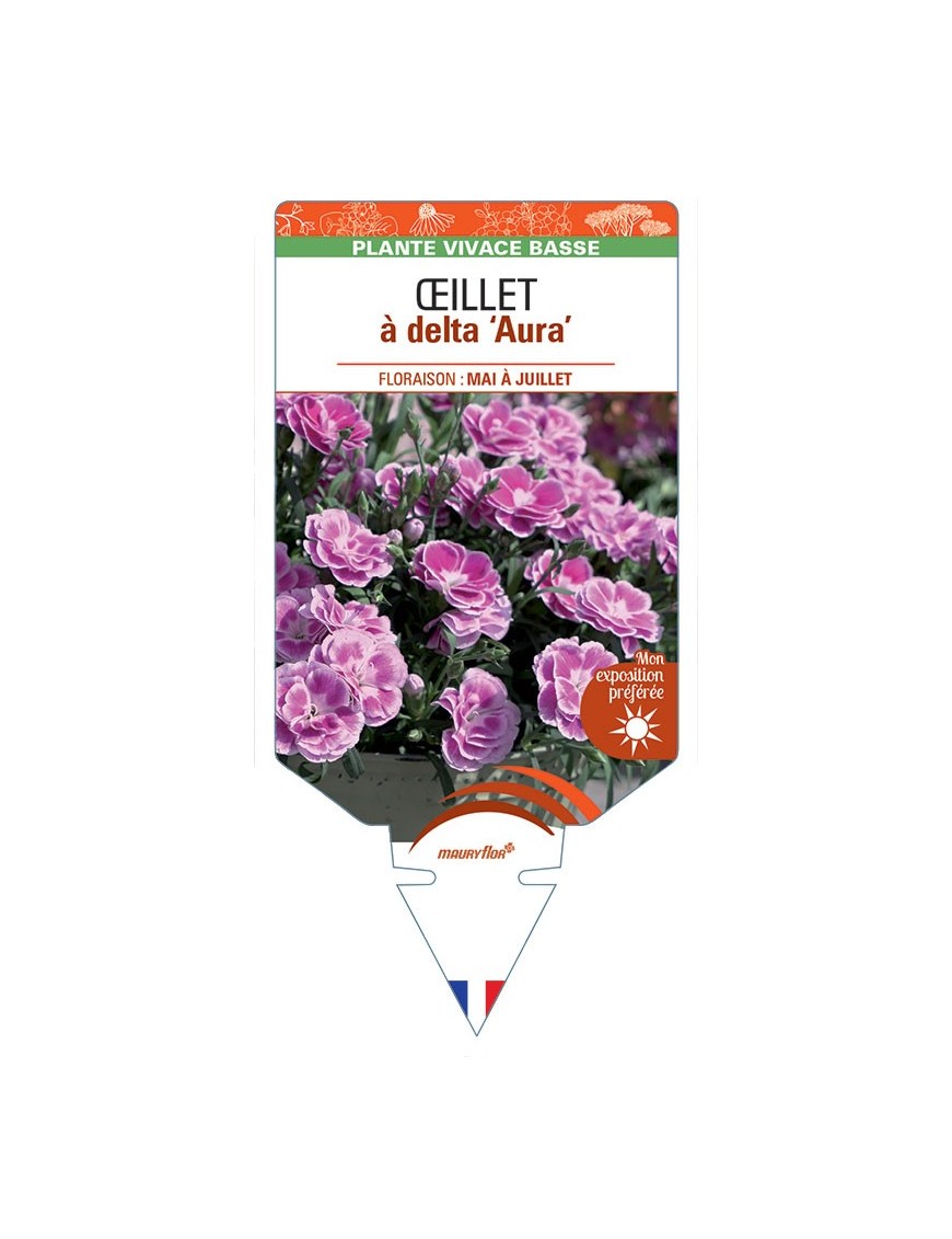 DIANTHUS deltoides Aura voir Œillet à delta