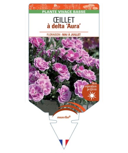 DIANTHUS deltoides Aura voir Œillet à delta