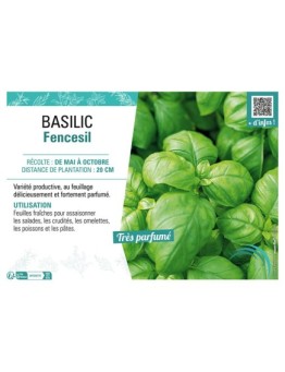 BASILIC FENCESIL