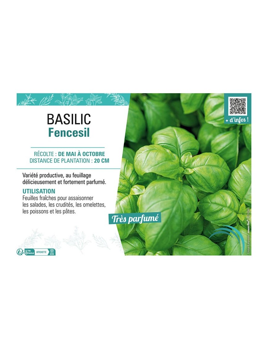 BASILIC FENCESIL