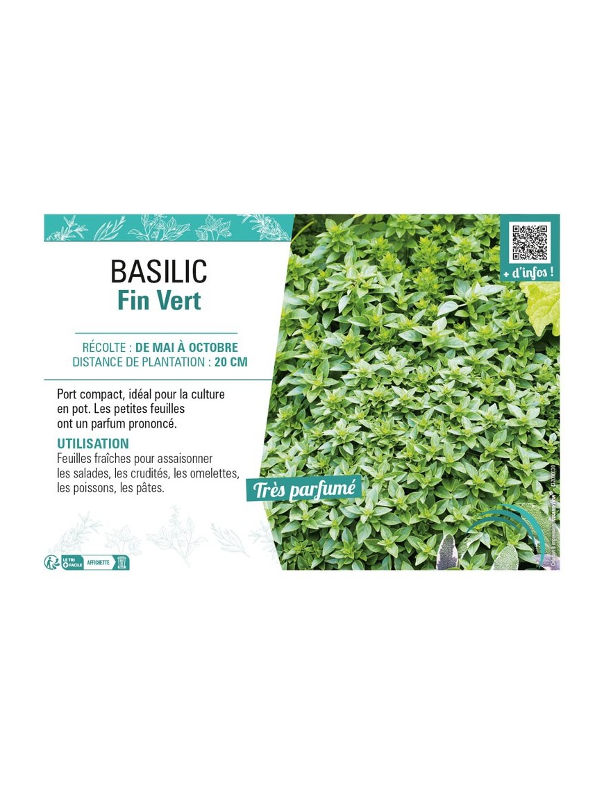 BASILIC FIN VERT