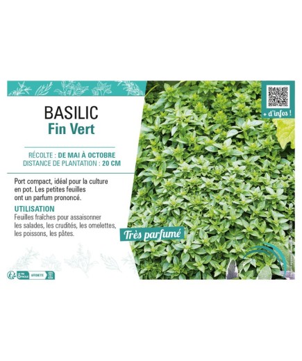 BASILIC FIN VERT