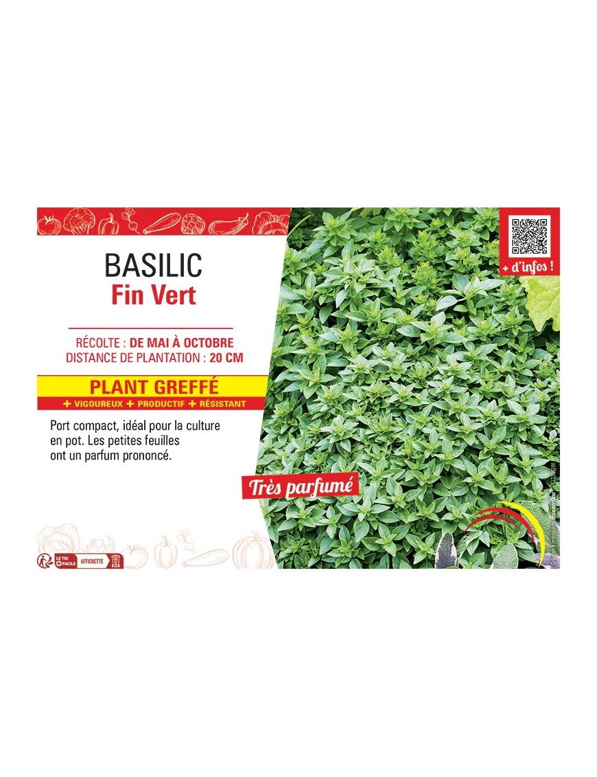 BASILIC FIN VERT Plant greffé